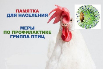 грипп птиц - фото - 1